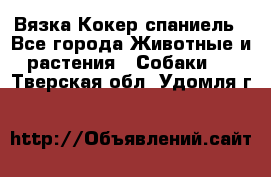 Вязка Кокер спаниель - Все города Животные и растения » Собаки   . Тверская обл.,Удомля г.